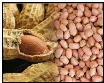 Gambar 19. Kacang Tanah ( 