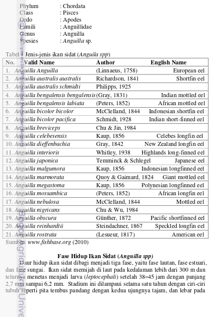 Tabel 1 Jenis-jenis ikan sidat (Anguila spp) 