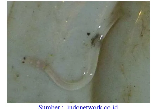 Gambar 6 Glass eel ikan sidat (Anguilla spp) tidak berpigmen  