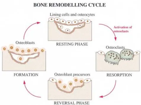 Gambar 2.3. Tahapan remodeling tulang. Fase resorpsi : osteoklas yang berasal dari sumsum tulang mulai meresorpsi bagian dari matriks tulang