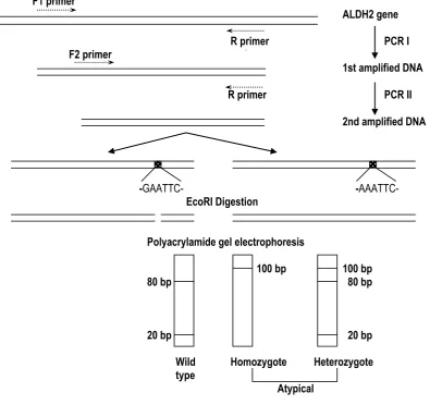 Figure 2. Scheme of RFLP-Analysis of ALDH2-gene using PCR technique and EcoRI digestion