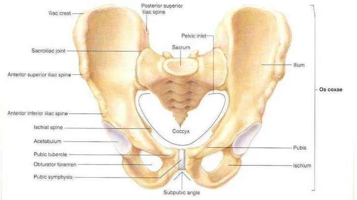 Gambar 1. Struktur pelvis. Merupakan gambaran tulang penyusun gelang 