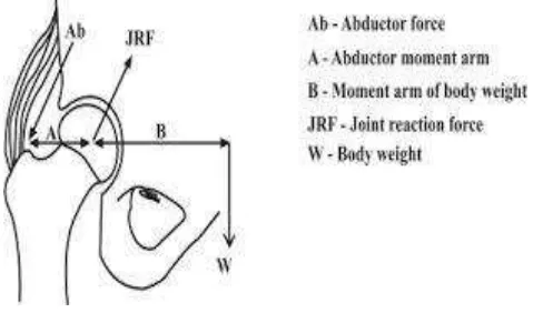 Gambar 6. Sistem pengungkit tipe 1 pada articulatio coxae.20 