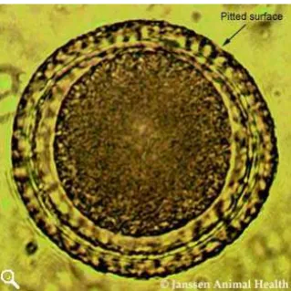 Gambar 2. Telur Toxocara vitulorum  