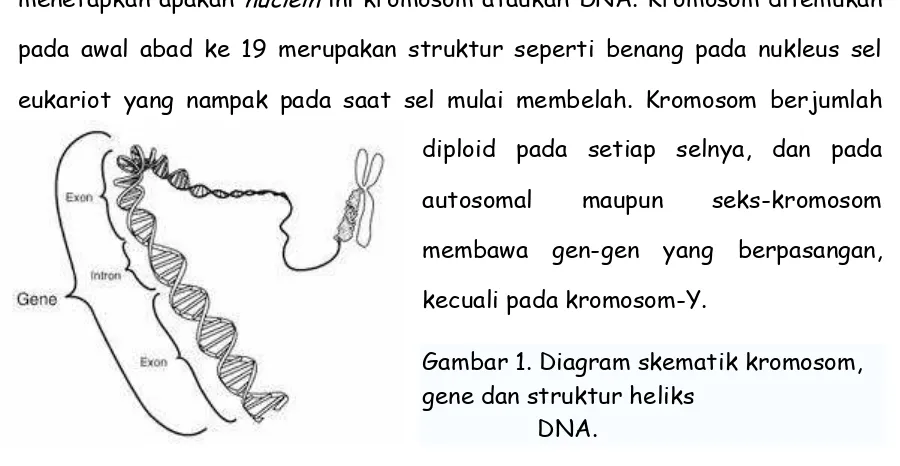 Gambar 1. Diagram skematik kromosom, 
