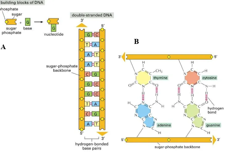 Gambar 3. Pembentukan secara skematik struktur dsDNA dari gula 