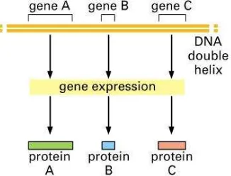 Gambar 6. Proses sintesis protein pada prokariota.