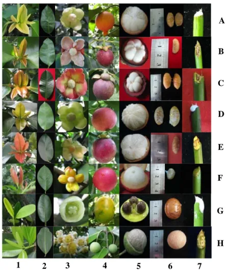 Gambar 3. Hasil pengamatan morfologi karakter warna daun muda (1), warna  daun tua (2), warna mahkota bunga (3), warna buah matang (4),  warna aril (5), warna kulit biji (6) dan warna getah dibatang (7) 