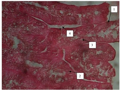 Gambar 3. Gambar mikroskopis irisan melintang ventrikulus marmut yang diberi perlakuan air teh hijau dengan kadar 5 gram / 200 cc air (P2), tebal irisan 6 mikron
