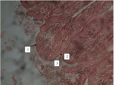 Gambar 4. Gambar mikroskopis irisan melintang ventrikulus marmut yang  diberi 