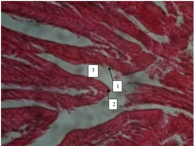 Gambar 1. Gambar mikroskopis irisan melintang ventrikulus marmut kontrol  (PO), tebal irisan 6 mikron Pewarnaan  : Hematoxylin Ehrlich – Eosin Perbesaran   : 400 kali                   Keterangan gambar : 1
