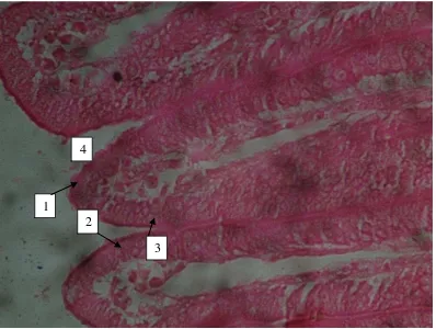 Gambar 2. Gambar mikroskopis irisan melintang ventrikulus marmut yang  diberi perlakuan air teh hijau dengan kadar 3 gram / 200 cc air (P1) , tebal irisan 6 mikron