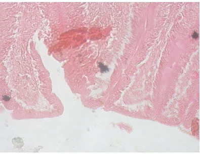 Gambar 2. Gambar mikroskopis irisan melintang jejunum marmut yang diberi perlakuan air teh hijau 