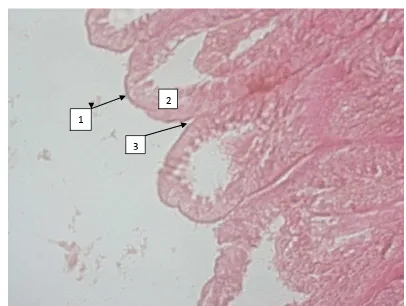 Gambar 4. Gambar mikroskopis irisan melintang jejunum marmut yang  