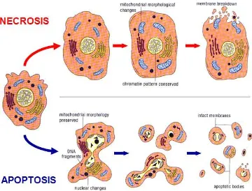 Gambar 1. Perbedaan apoptosis dan nekrosis 
