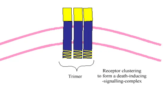 Gambar Ikatan FasL dengan Fas menyebabkan trimerisasi reseptor 