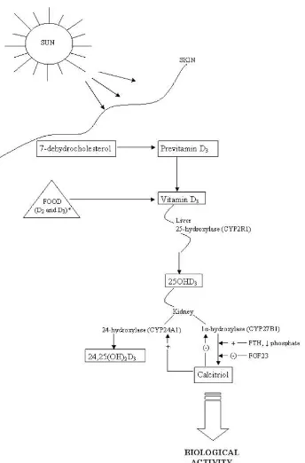 Gambar 2.3.  Ikhtisar sintesis, asupan, dan aktivasi vitamin D (Dusso, 2011) 