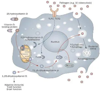 Gambar 2.5. Aktivasi sistem imun bawaan oleh vitamin D pada makrofag (Adam JS 2006)