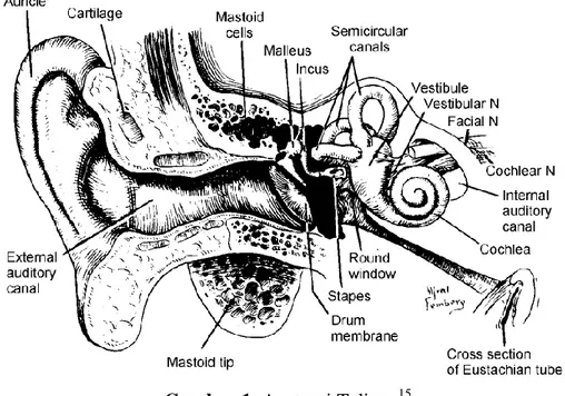 Gambar 1. Anatomi Telinga 15