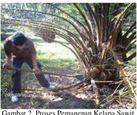 Gambar 2. Proses Pemanenan Kelapa Sawit. 