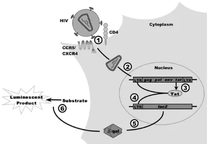 Figure 2. Schematic drawing of the HIV-1 inhibition assay in P4-R5 MAGI cells 1) Entry: HIV-1 particles interact with the primary receptor CD4 and one of the two coreceptors CXCR4 