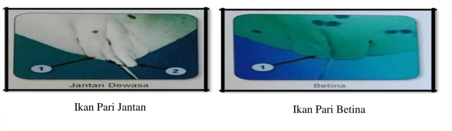 Gambar 2 Jenis kelamin ikan pari (Sumber: Sadili, 2014) 