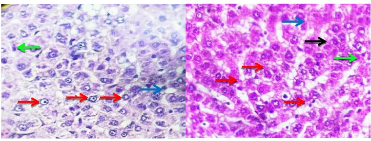 Gambar 4.3   Gambaran histologi hati tikus dengan pewarnaan Hematoxylin dan   Eosin pada berbagai perlakuan (perbesaran 40x)