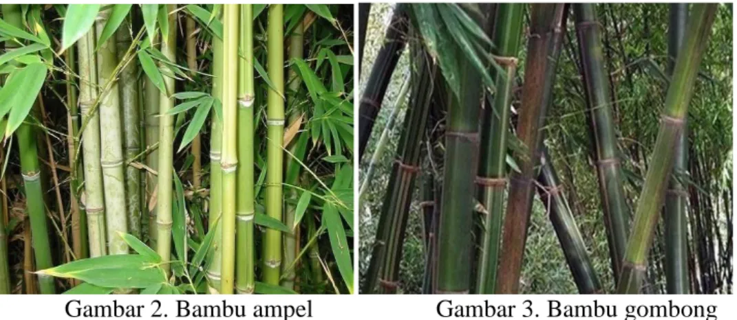 Gambar 2. Bambu ampel  Gambar 3. Bambu gombong 