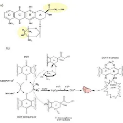 Gambar 2.1 Pembentukan radikal bebas doksorubisin (Torres dan Simic, 2012) 