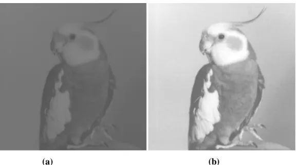 Gambar 2.2 Citra Burung  Nuri Gelap, Citra Burung yang Kontrasnya Telah  Ditambah Sehingga Gambar Lebih Jelas (Rinaldi 2005) 