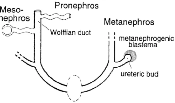 Gambar 2.4. Pertumbuhan Ginjal intrauterine pronephros, mesonephros 