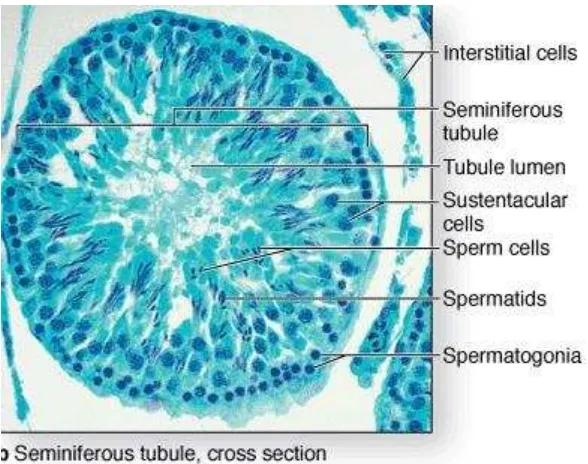 Gambar 6.Gambaran tubulus testis dilihat dengan mikroskop28 