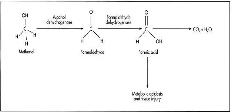 Gambar 2. Metabolisme Metanol14 