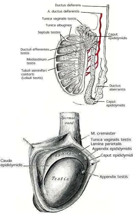 Gambar 5. Anatomi testis26
