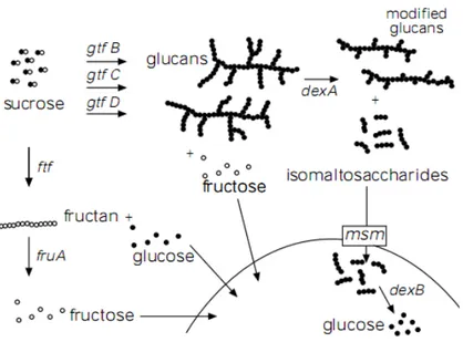 Gambar 3 : Metabolisme sukrosa oleh enzim ekstraseluler pada S. mutans 19 