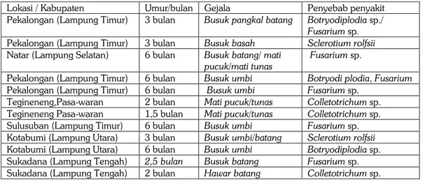 Tabel 1. Penyakit ubi kayu yang ditemukan di Propinsi Lampung (umur 1-6 bulan). 