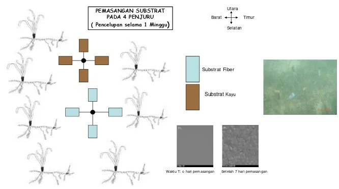 Gambar 7  Pemasangan substrat kayu dan fiber pada posisi empat penjuru mata angin untuk penjebakan bakteri pembentuk biofilm