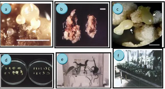 Gambar 2.7 Tahap perkembangan embryo somatik kakao: (a) tahap globular, (b)  tahap hati, (c) tahap torpedo, (d) tahap kotiledon, (e) tahap planlet  dan (f) tahap aklimatisasi (Li et al., 1998; Minyaka et al., 2008)
