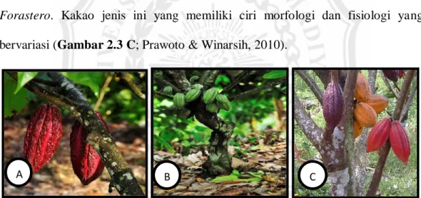 Gambar  2.3  Tiga  kultivar  kakao,  meliputi  A.  Criollo,  B.  Forastero  dan  C.Trinitario