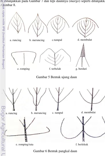 Gambar 5 Bentuk ujung daun 