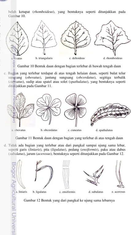 Gambar 12 Bentuk yang dari pangkal ke ujung sama lebarnya 
