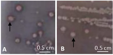 Gambar 3 Zona bening (ditunjuk panah) pada uji pelarutan fosfat oleh (A) pntb20 dan (B) bntb24 umur 4 hari