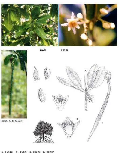Gambar 1 : Morfologi Rhizophora apiculata. 