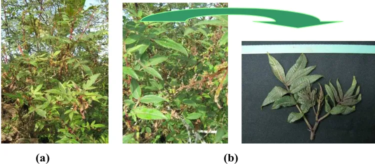 Gambar 1. (a) Morfologi Tanaman Anadaliman (Zanthoxylum acanthopodium DC.) ;  (b) Daun Tanaman Andaliman yang Akan Ditanam 