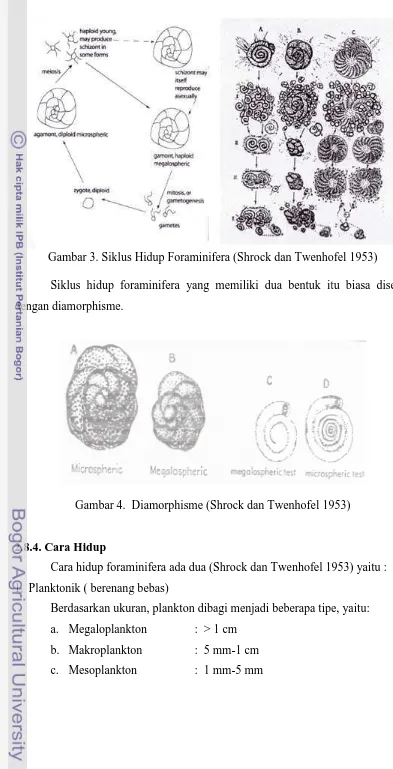 Gambar 4.  Dbar 4.  Diamorphisme (Shrock dan Twenhofel 1953 1953) 
