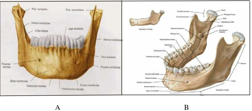 Gambar 1. A. Gambaran anatomi mandibula aspek anterior, B. Aspek lateral13 