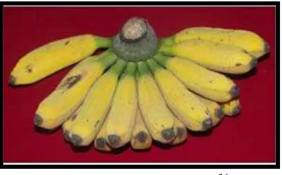 Gambar 1. Pisang Raja36