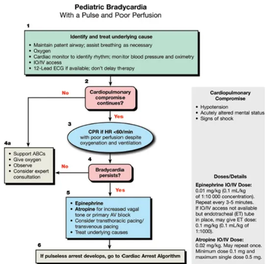 Gambar 9. Algoritma Bradikardia dengan nadi dan perfusi buruk 12