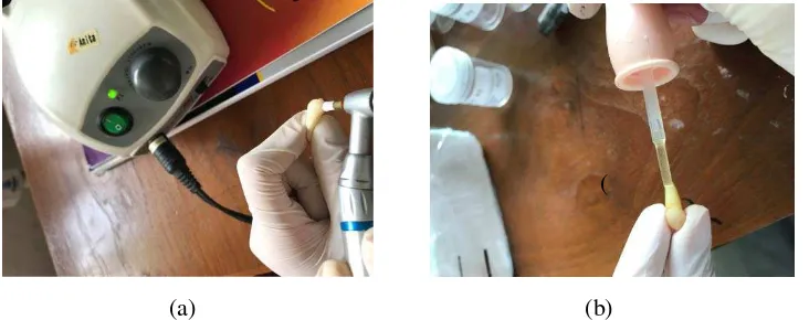 Gambar 22. (a) Sampel diprofilaksis dengan pasta profilaksis, (b) Akar sampel 