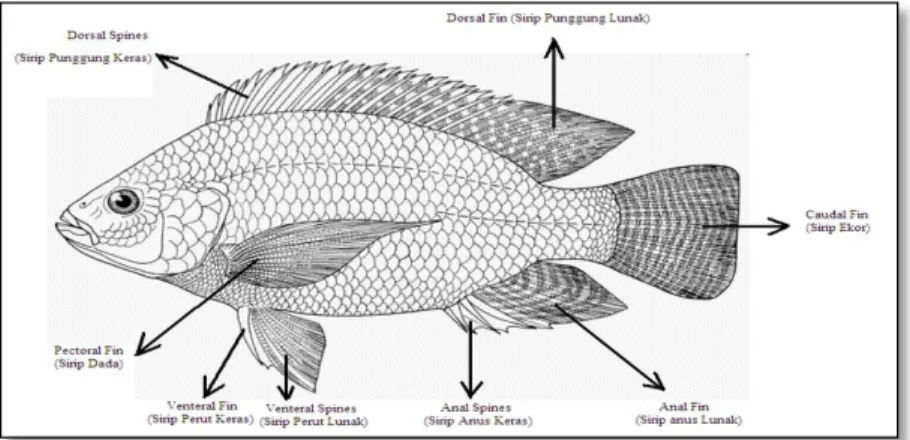 Gambar 1 Morfologi ikan nila (O.niloticus L)  2.3  Habitat dan Penyebaran 